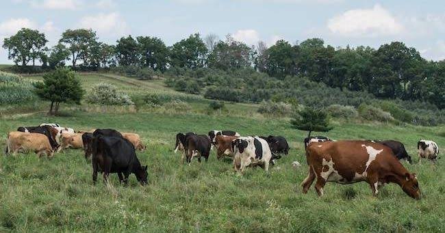 ODMAP 2024 Funding: Building Organic Dairy DTC Channels