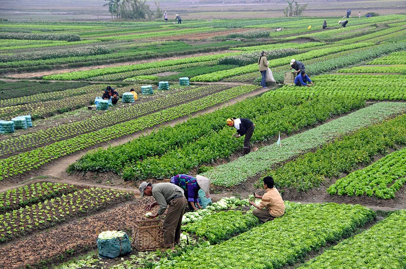 Why Farmers Markets Alone Can No Longer Sustain a Premium Agricultural Brand