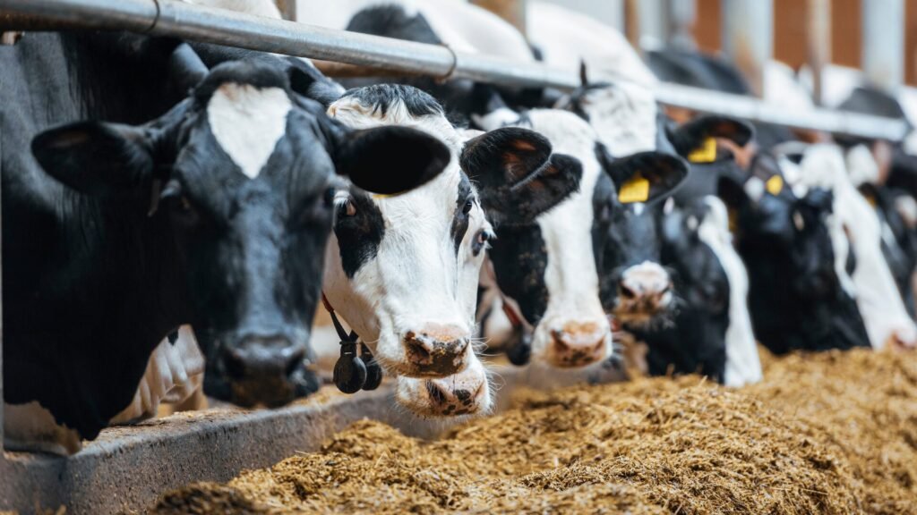 H5N1 in Dairy Herds Changed Consumer Trust for All Dairy Sellers Including DTC Brands With No H5N1 Exposure
