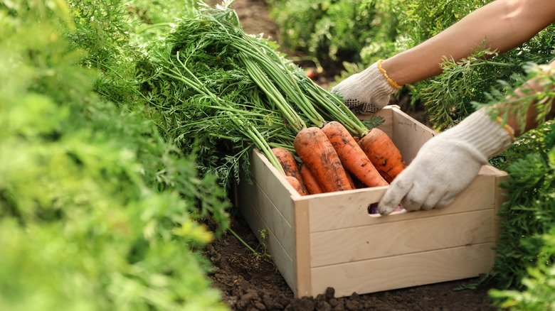 The Local Food System Grant Landscape in 2025, Funding Sources for Small Farm eCommerce and Marketing
